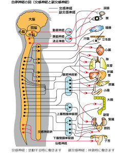 自律神経の図