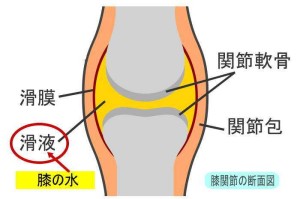 knee-joint-structure
