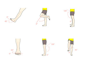 hip-joint-knee-joint-ankle-joint-rom-muscles